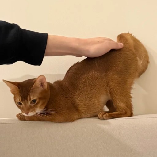 AI扣腚王